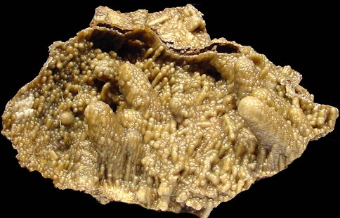 Figure 3 - Petosky stone